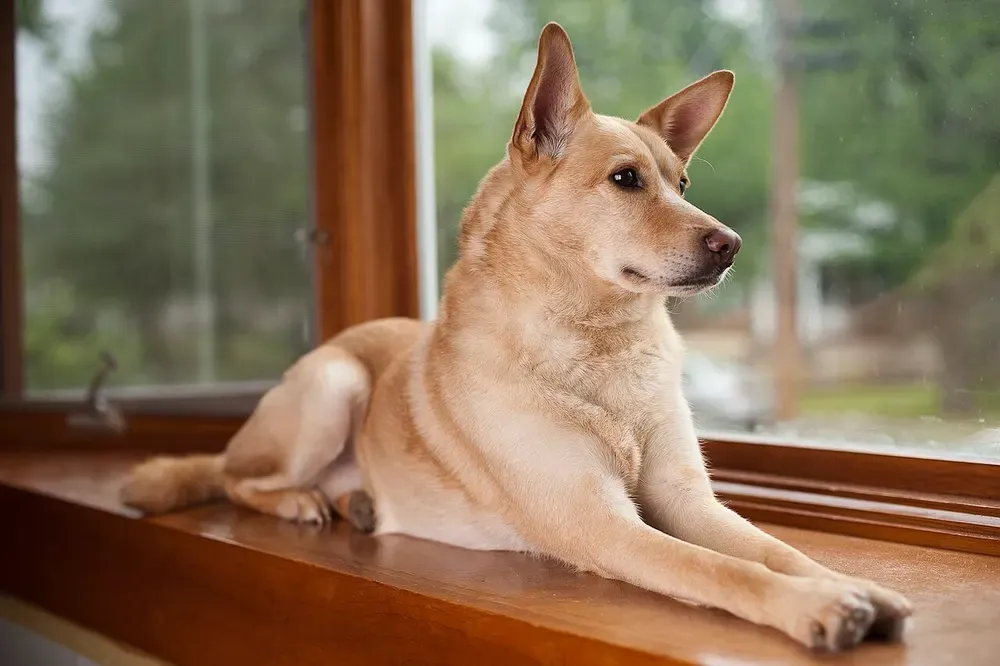 Carolina Dog: foto 2