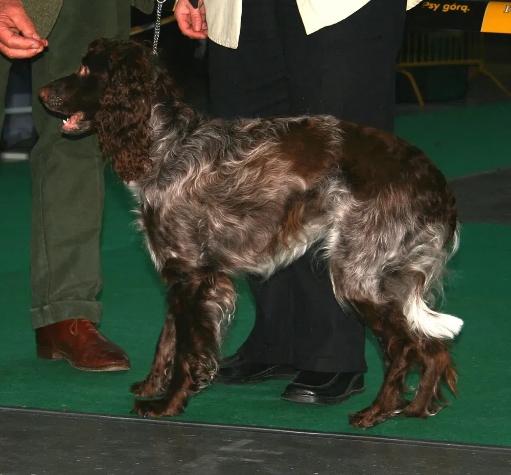 Spaniel de Pont-Audemer: foto 2