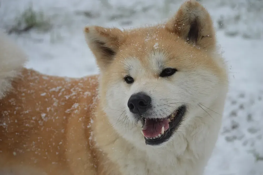 Akita inu: foto 2