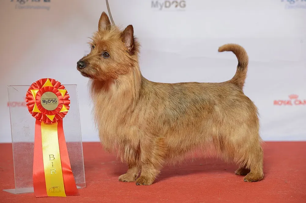 Terrier australiano: foto 2