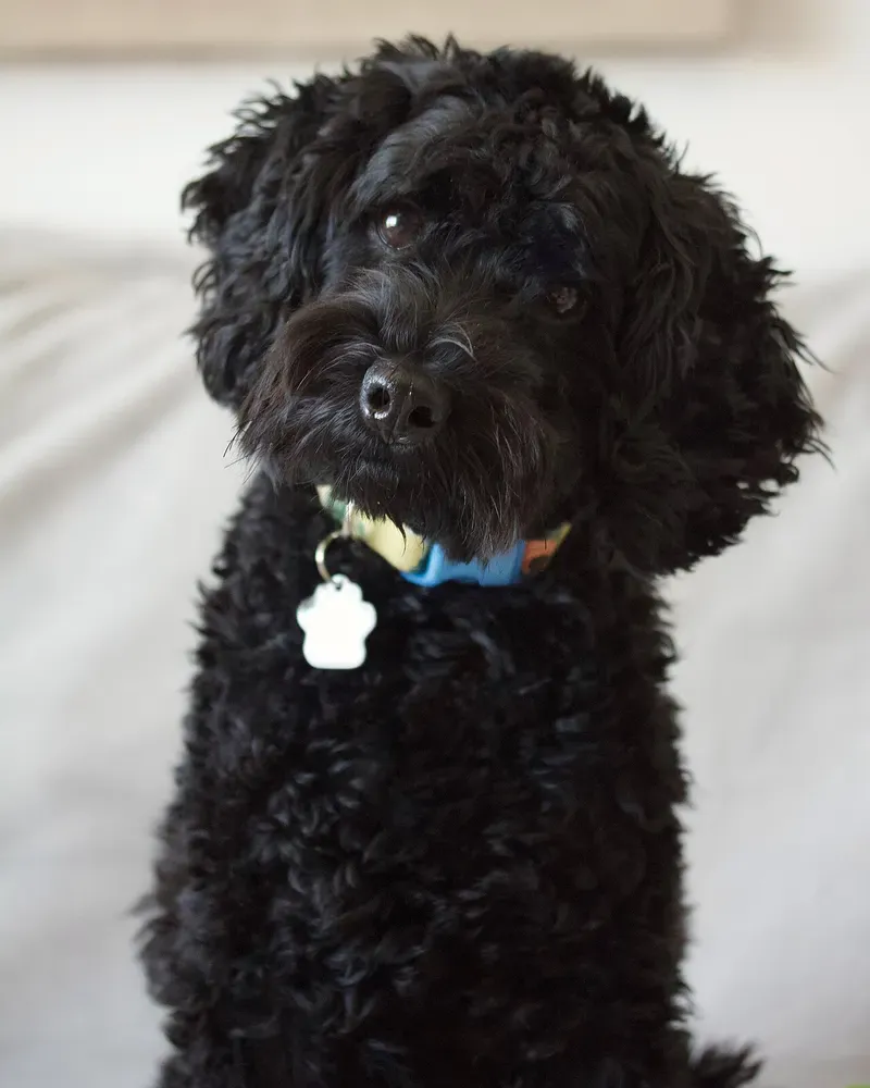 Schnoodle: foto 2