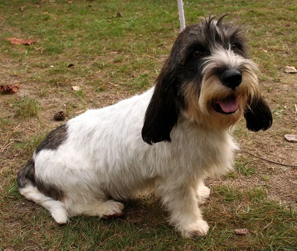 Pequeño basset grifón vendeano: foto 2
