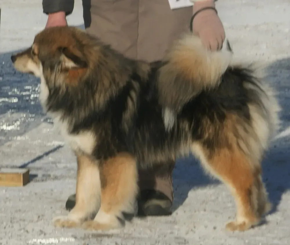 Lapphund finlandés: foto 2