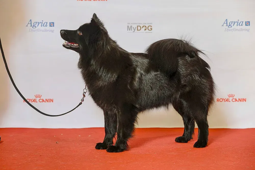 Lapphund sueco: foto 2