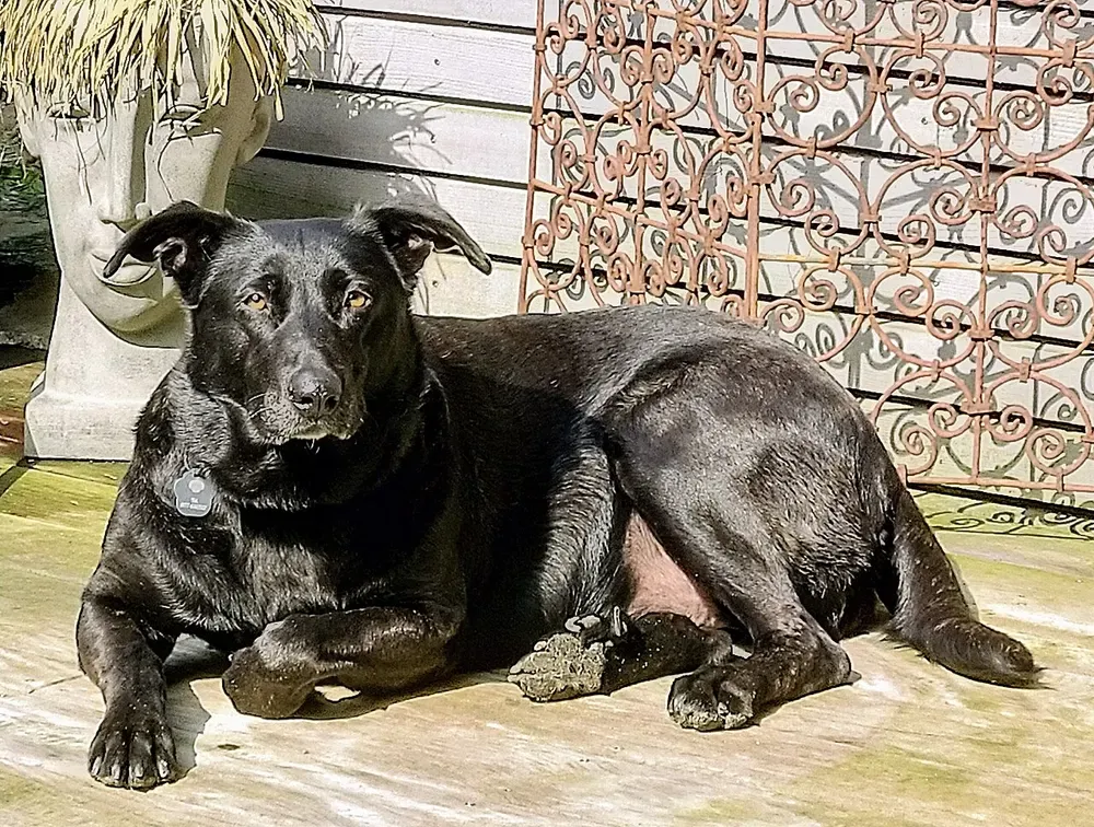 Perro majorero: foto 2