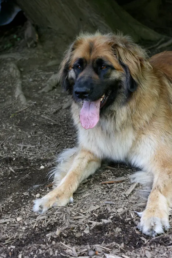 Leonberger: foto 2