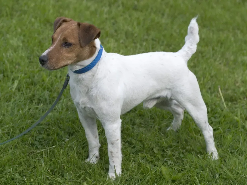 Parson Russell terrier: foto 2