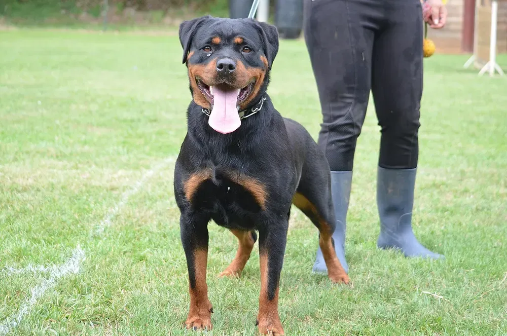 Rottweiler: foto 2