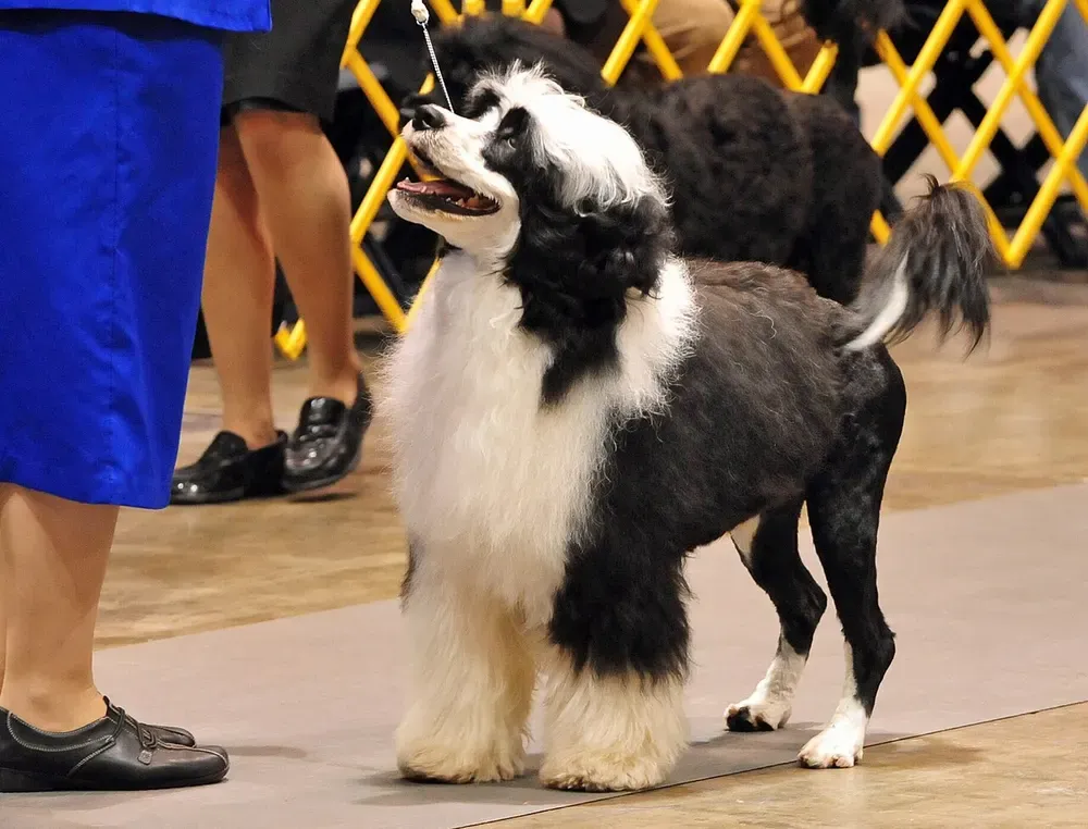 Perro de agua portugués: foto 2