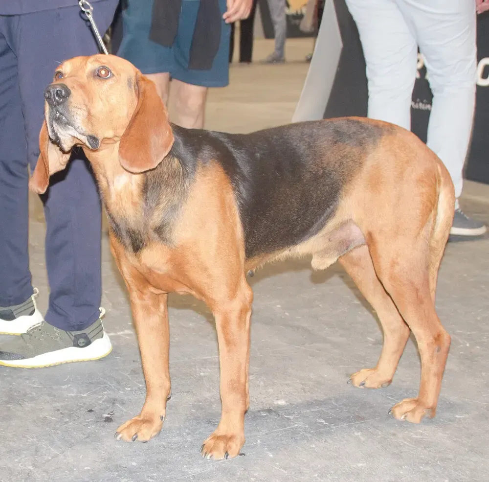 Sabueso serbio: foto 2