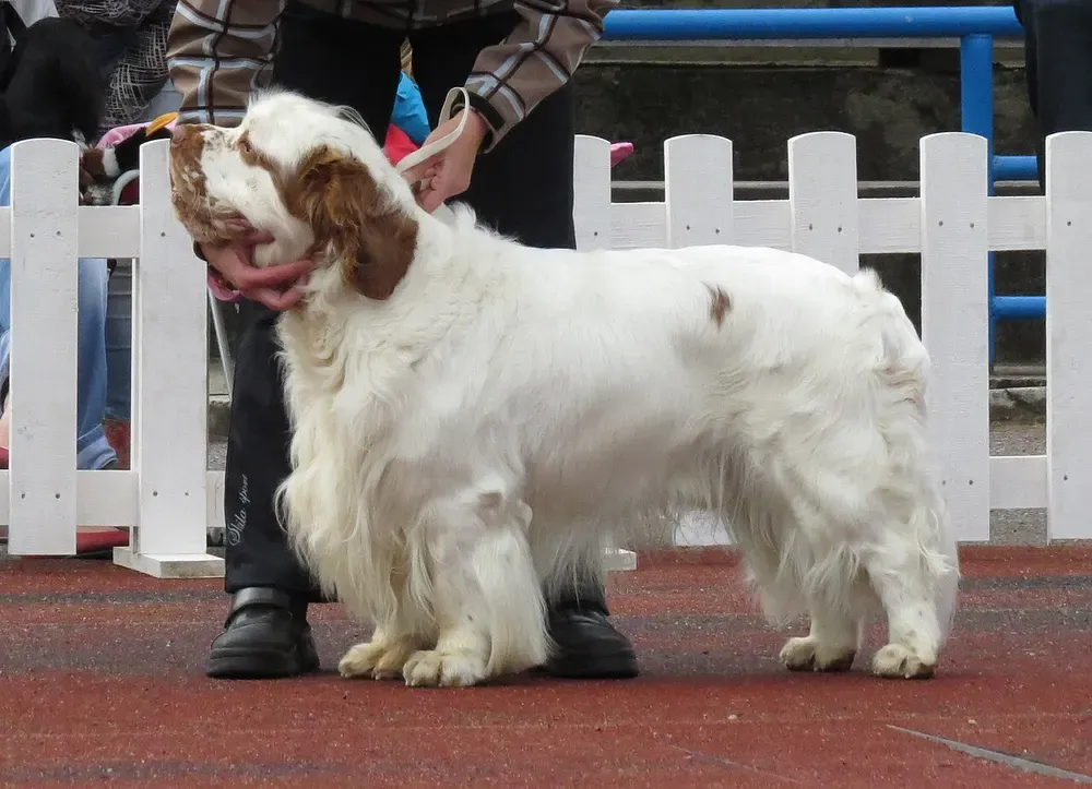Clumber spaniel: foto 2