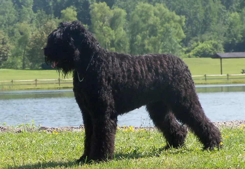 Terrier ruso negro: foto 2