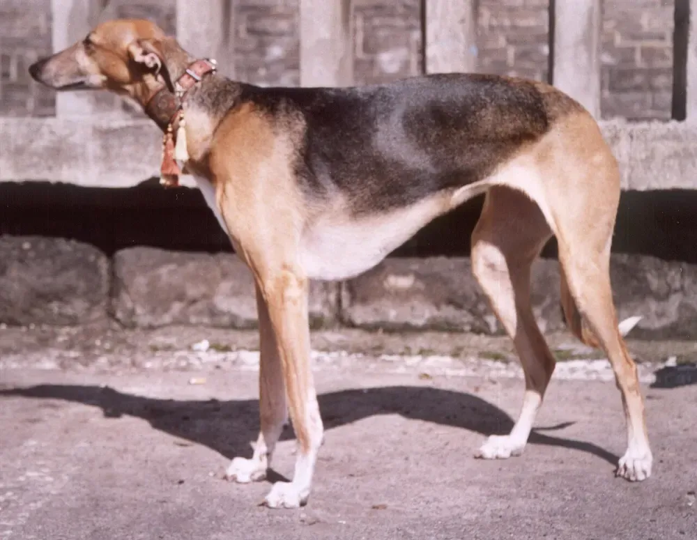 Lebrel polaco: foto 2