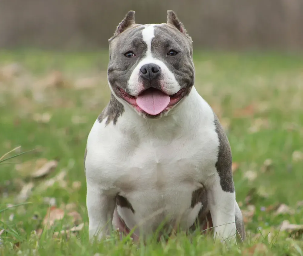 American bully: foto 2