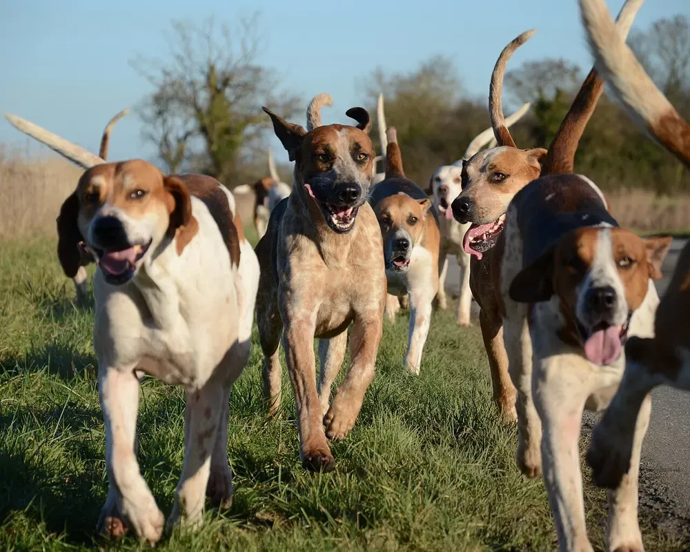 Foxhound inglés: foto 2