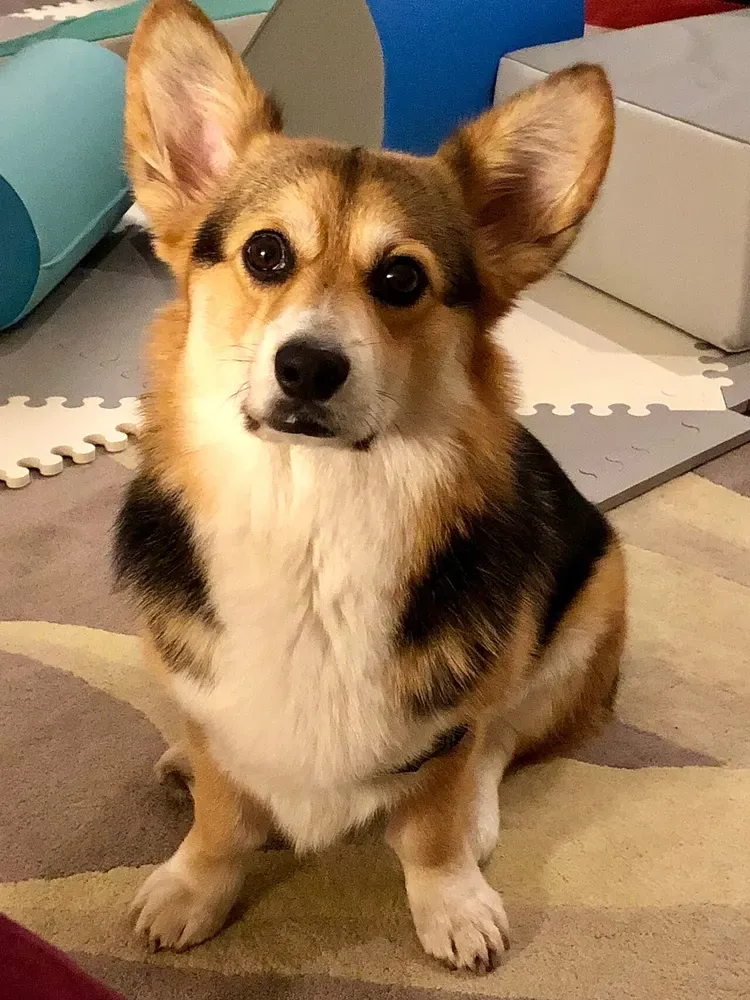 Corgi galés Pembroke: foto 2