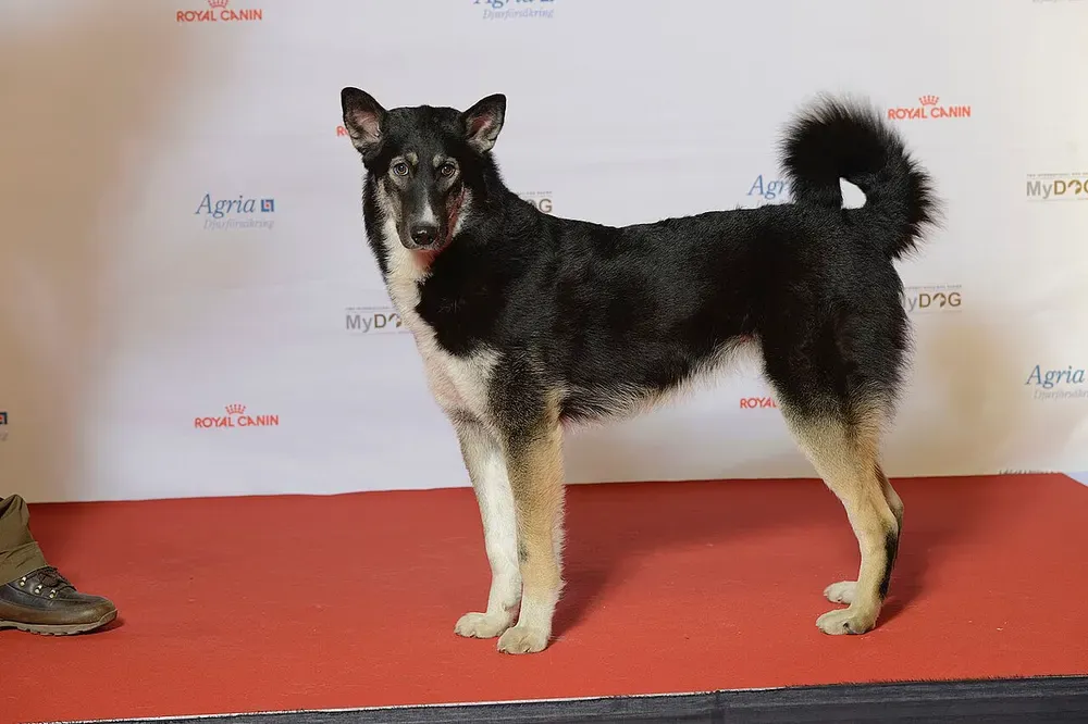 Laika de Siberia oriental: foto 2