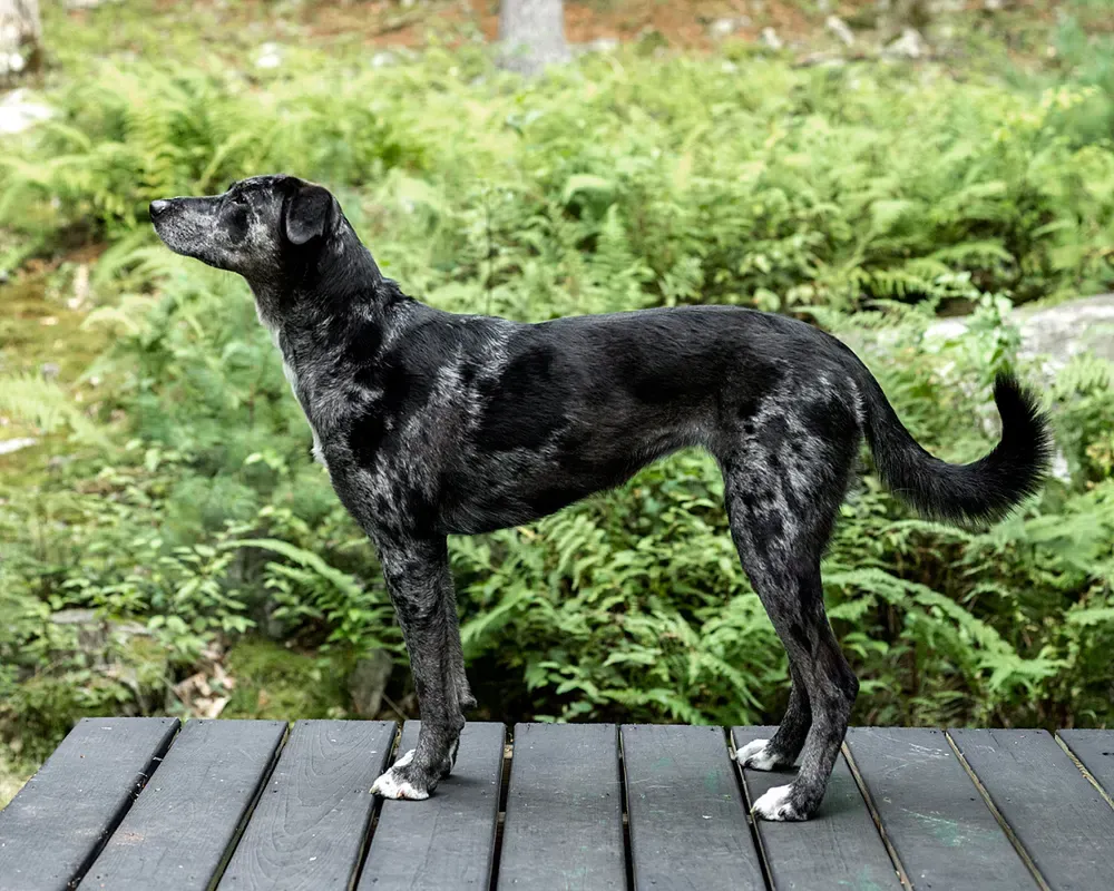 Catahoula Leopard Dog: foto 2