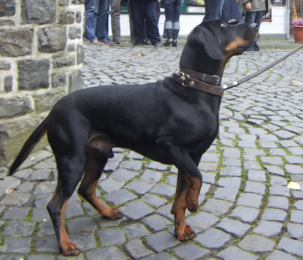 Sabueso austriaco negro y fuego: foto 2