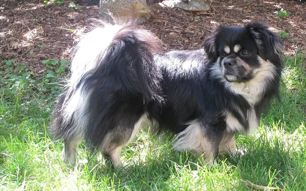 Spaniel tibetano: foto 2