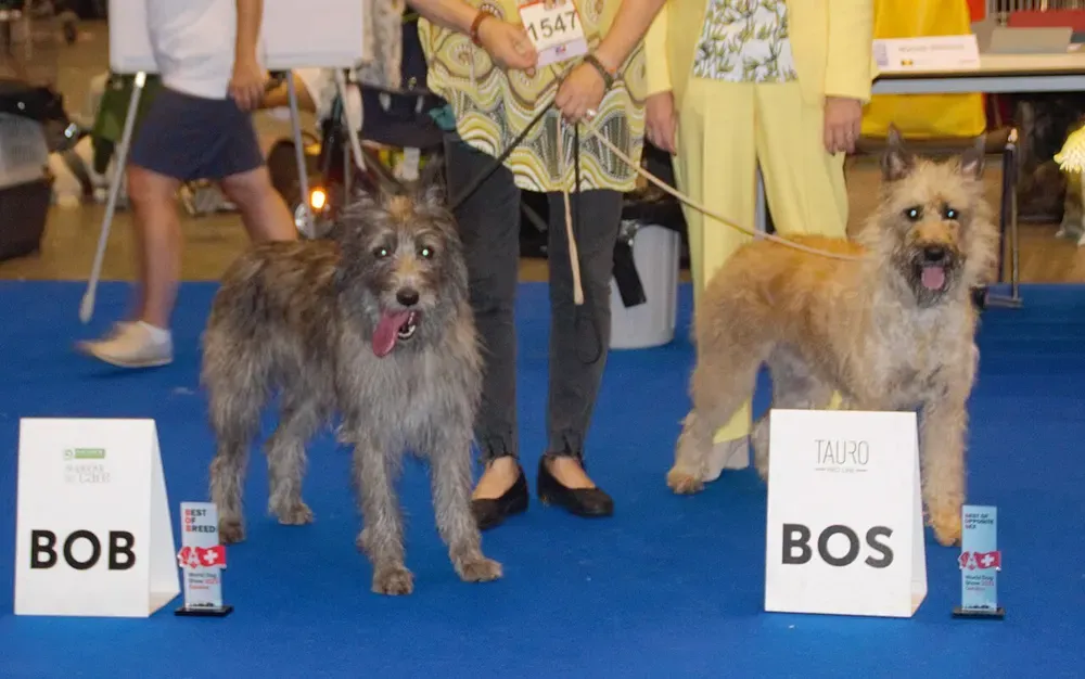 Boyero de las Ardenas: foto 2