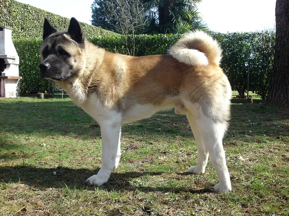 Akita americano: foto 2