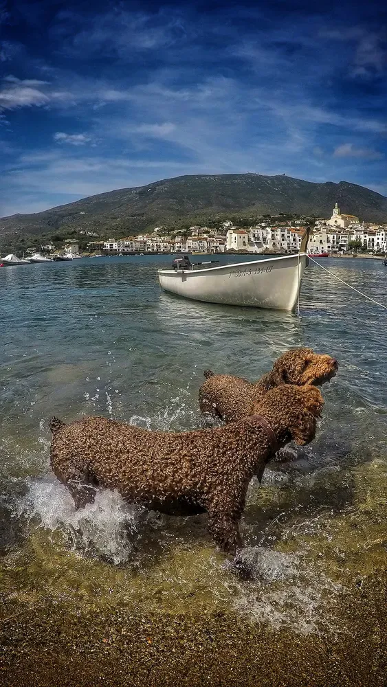 Perro de agua español: foto 2
