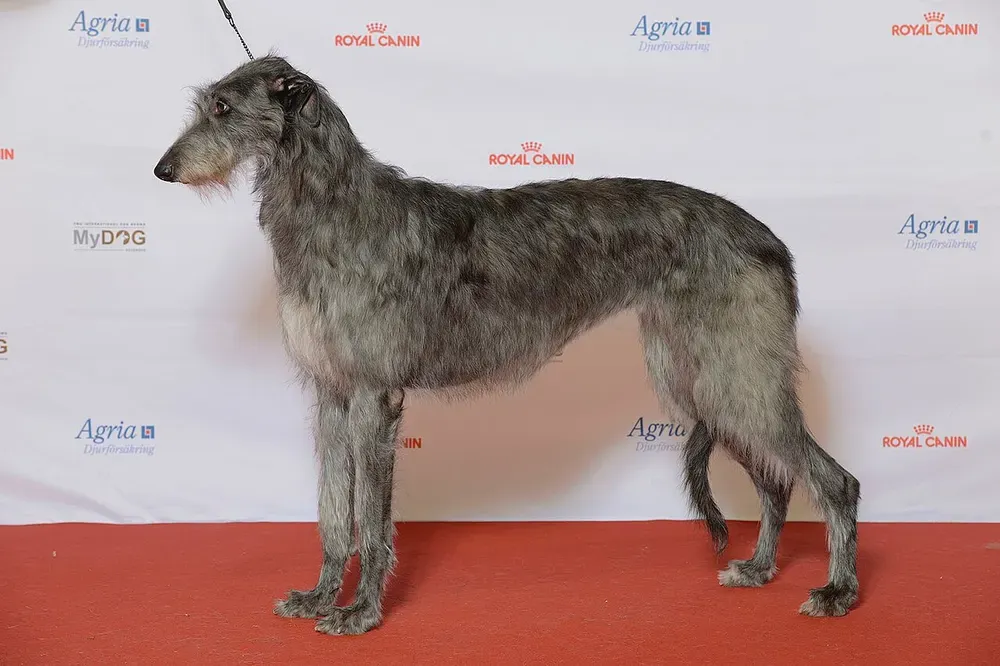 Lebrel escocés (Deerhound): foto 2