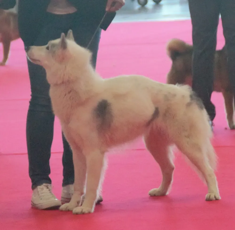 Perro esquimal canadiense: foto 2