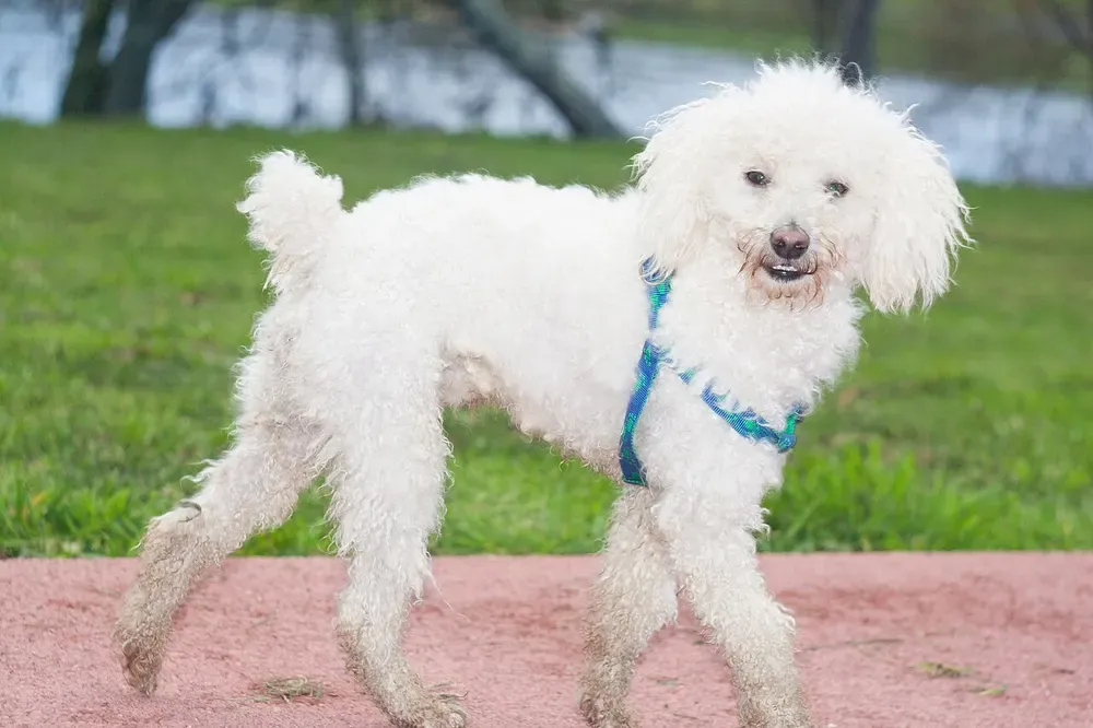 Caniche toy: foto 2