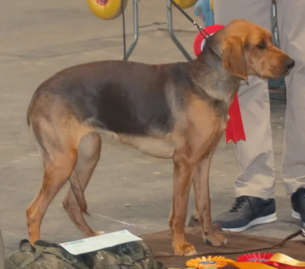 Ogar polaco: foto 2
