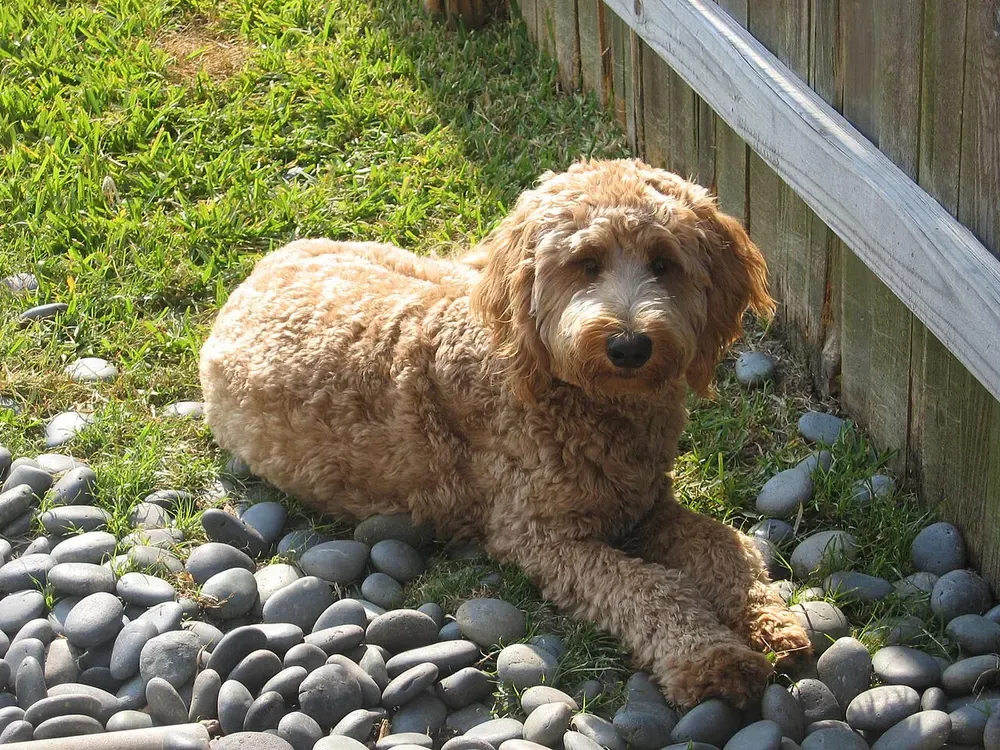 Goldendoodle: foto 2