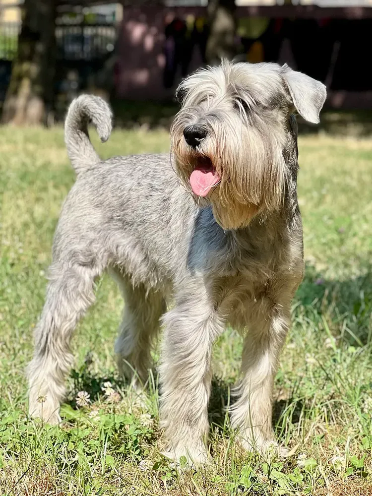 Schnauzer mediano: foto 2