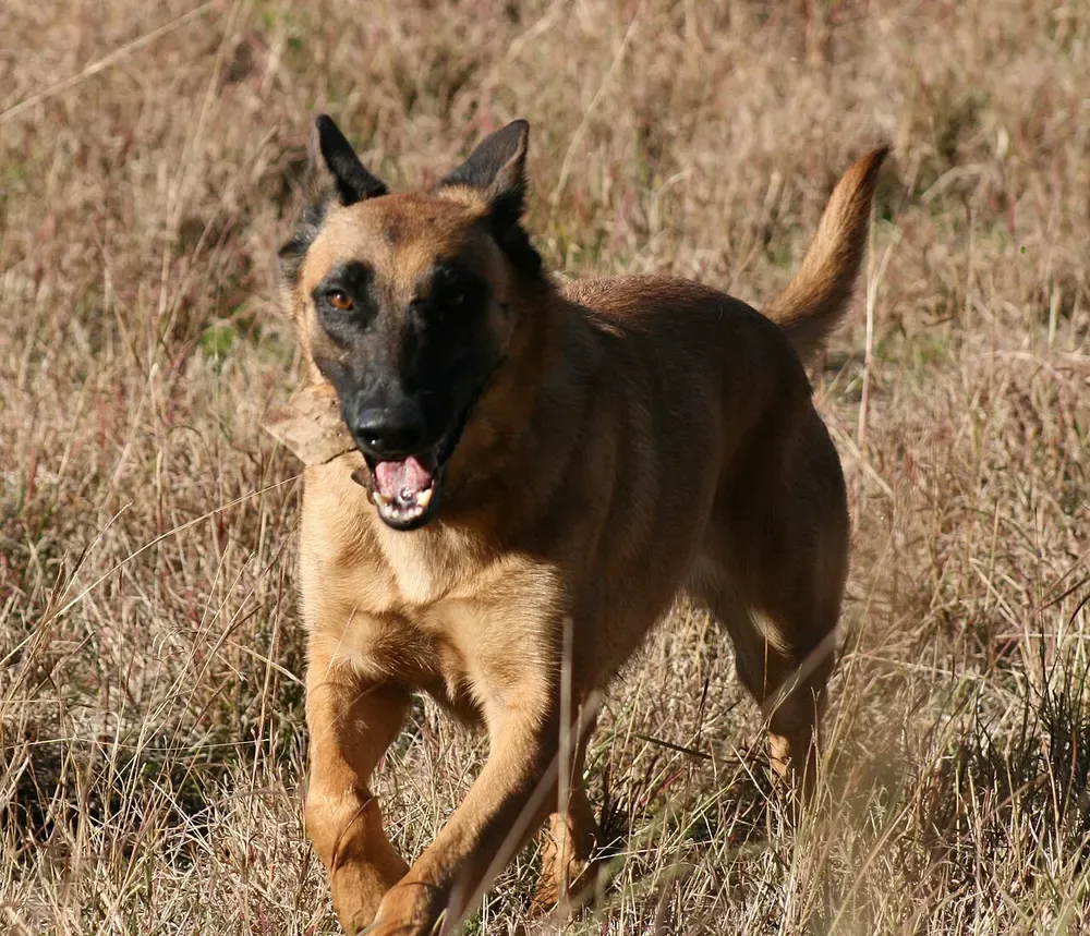 Pastor belga malinois: foto 2