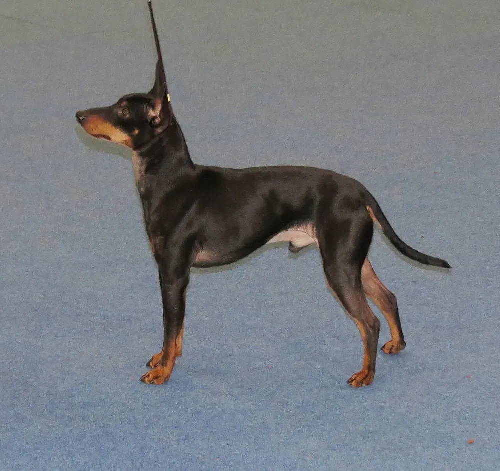 Toy terrier inglés: foto 2