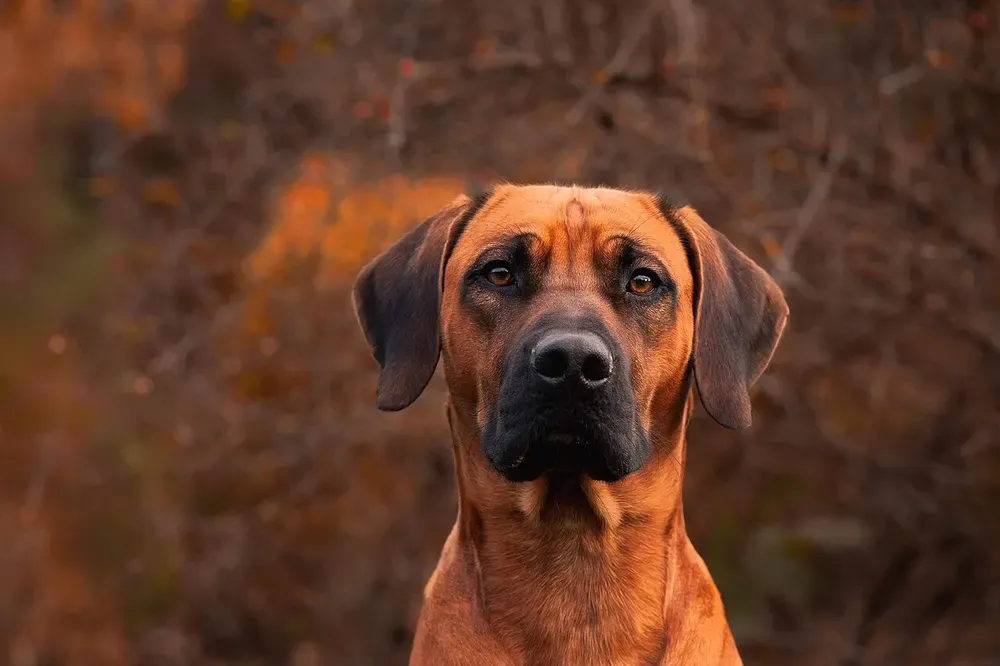 Rhodesian ridgeback: foto 2