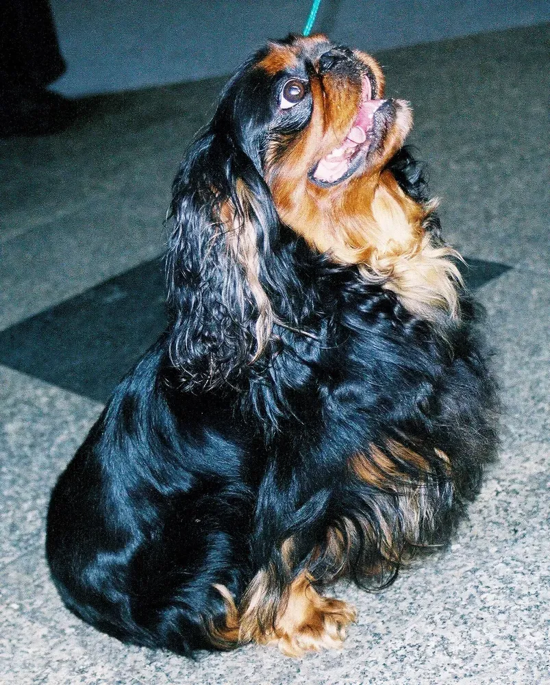 King Charles spaniel: foto 2