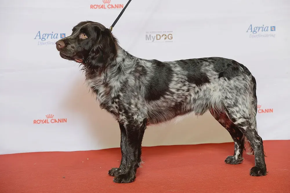 Perro de codornices alemán: foto 2