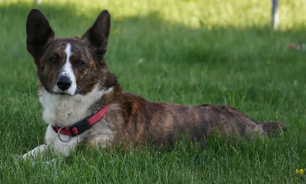 Corgi galés Cardigan: foto 2