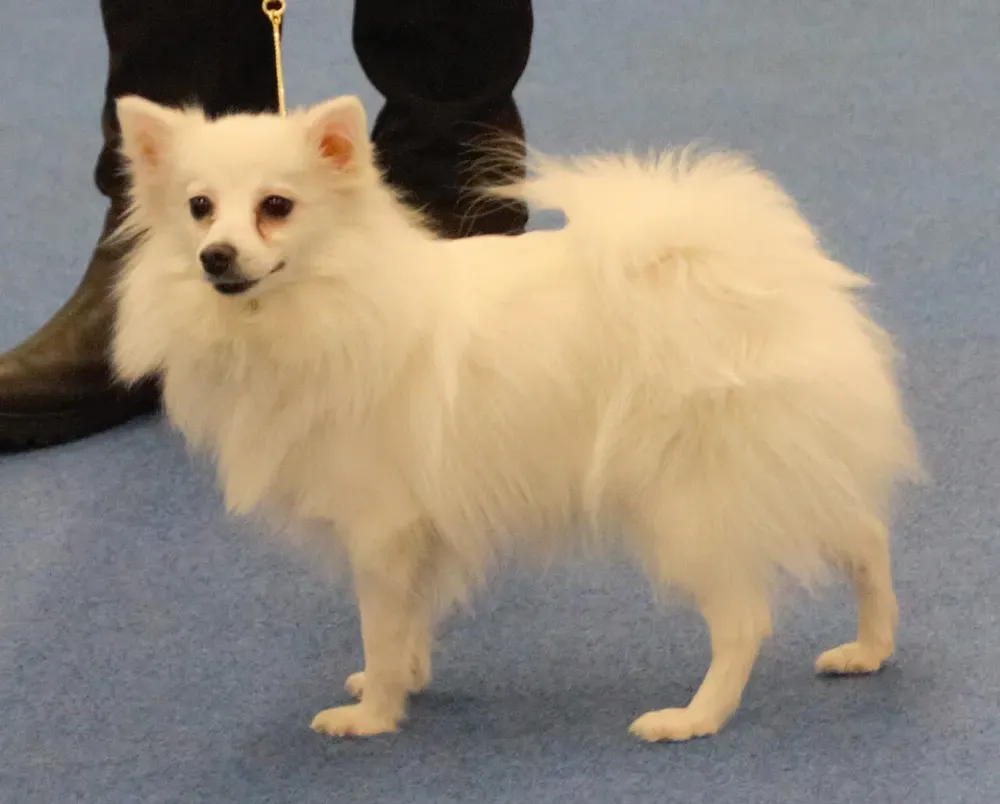 Spitz alemán (incl. Pomerania): foto 2