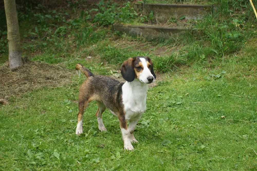Basset de Westfalia: foto 2