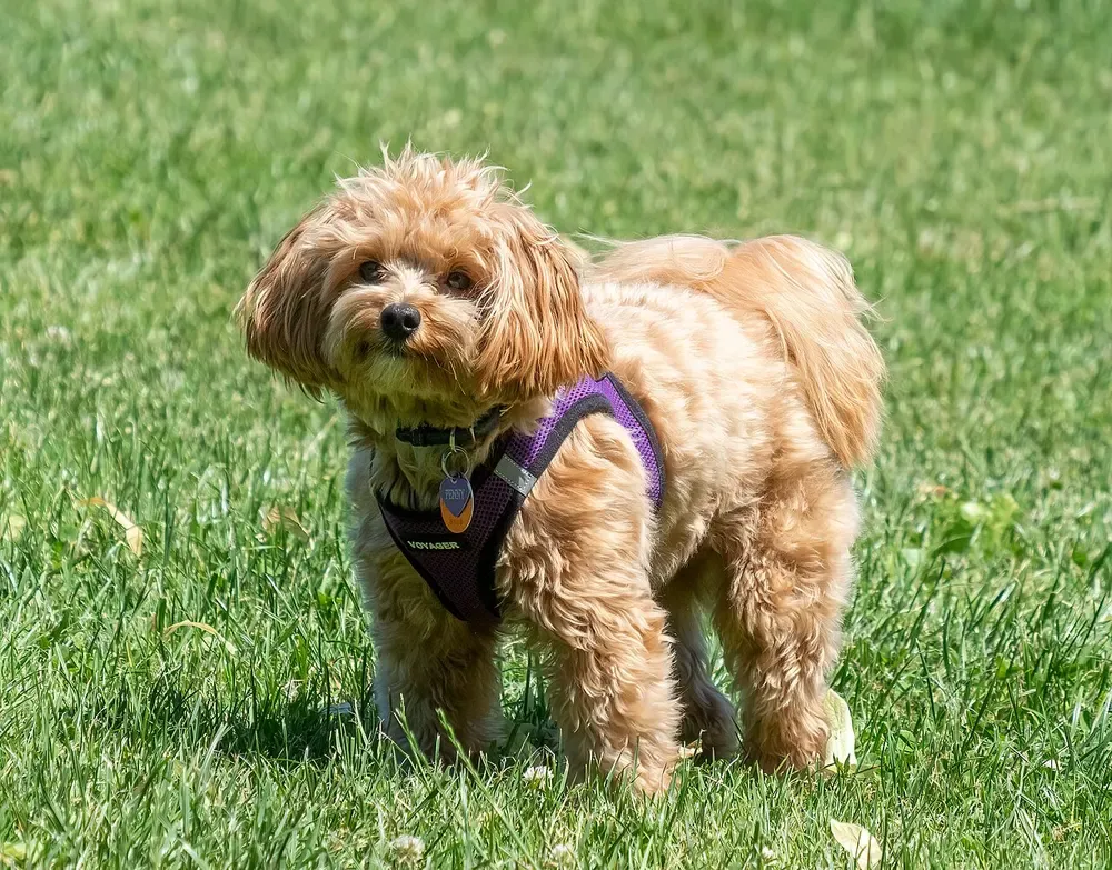 Maltipoo: foto 2
