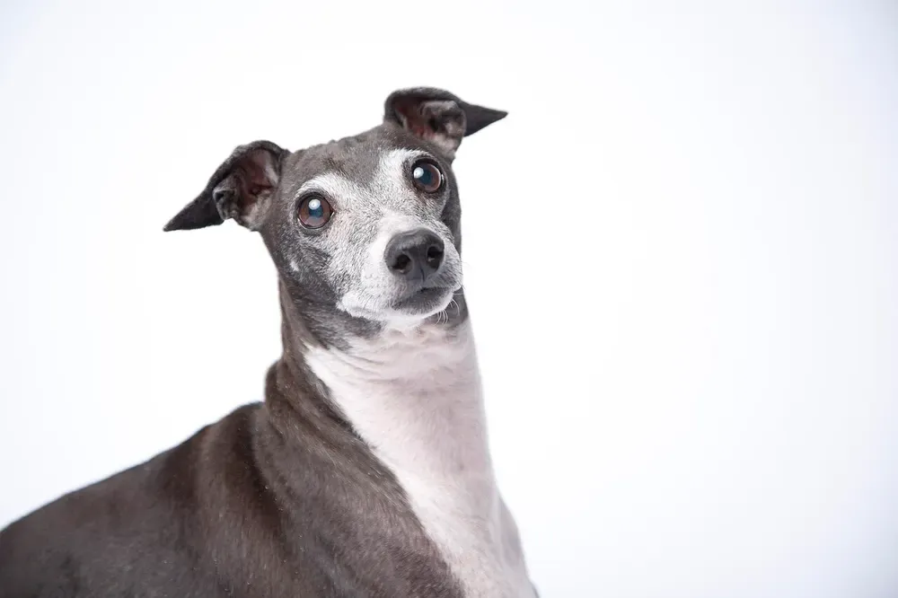 Galgo italiano: foto 2