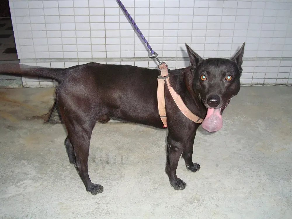Perro de Taiwán: foto 2