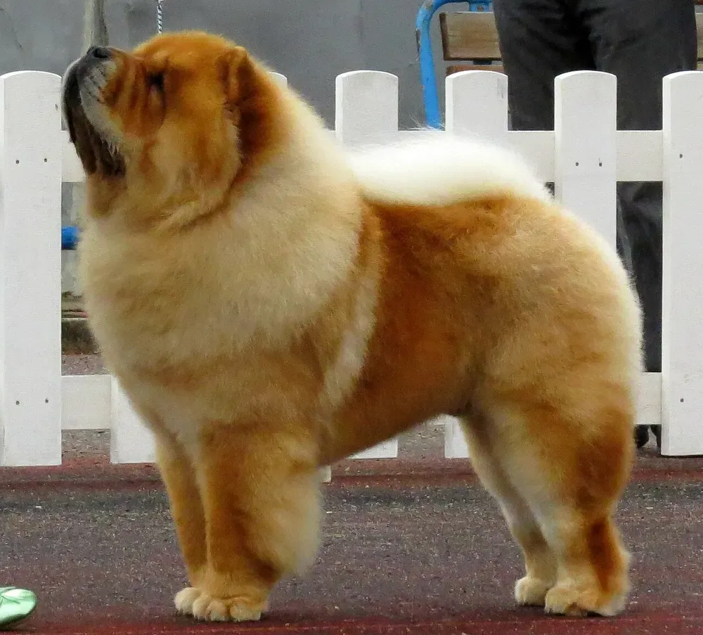 Chow chow: foto 2
