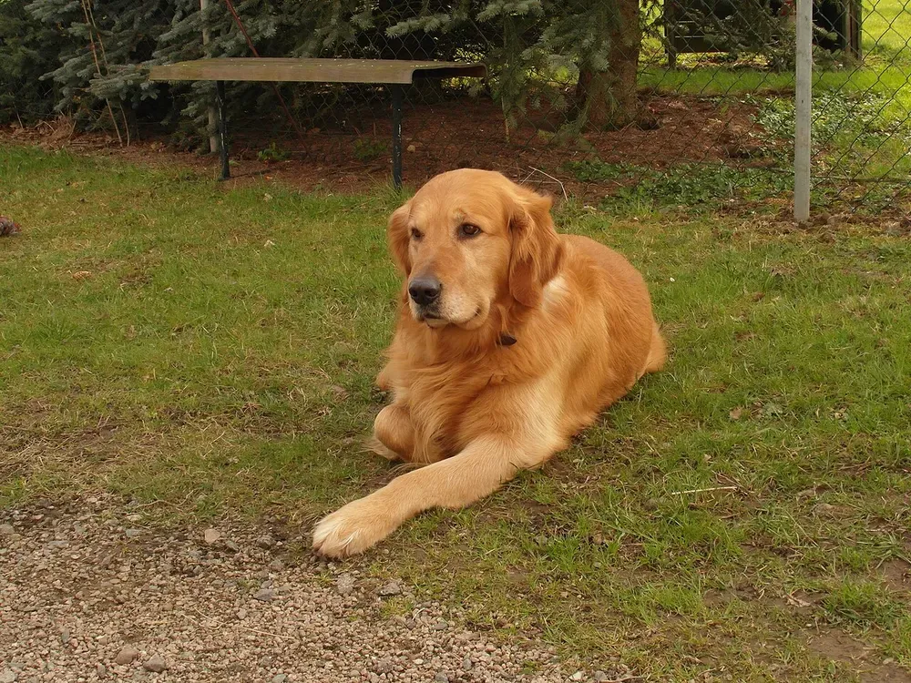 Golden retriever: foto 2