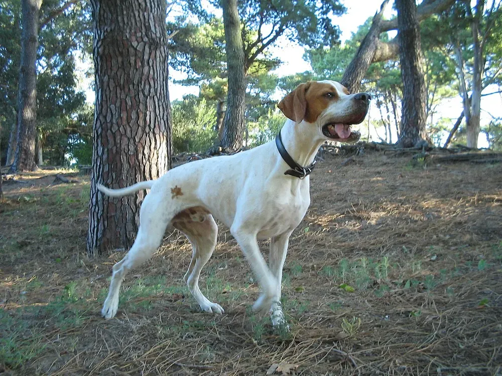 Pointer inglés: foto 2