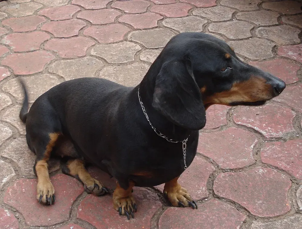 Teckel (perro salchicha): foto 2