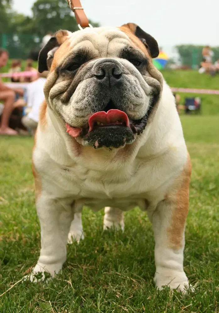 Bulldog inglés: foto 2