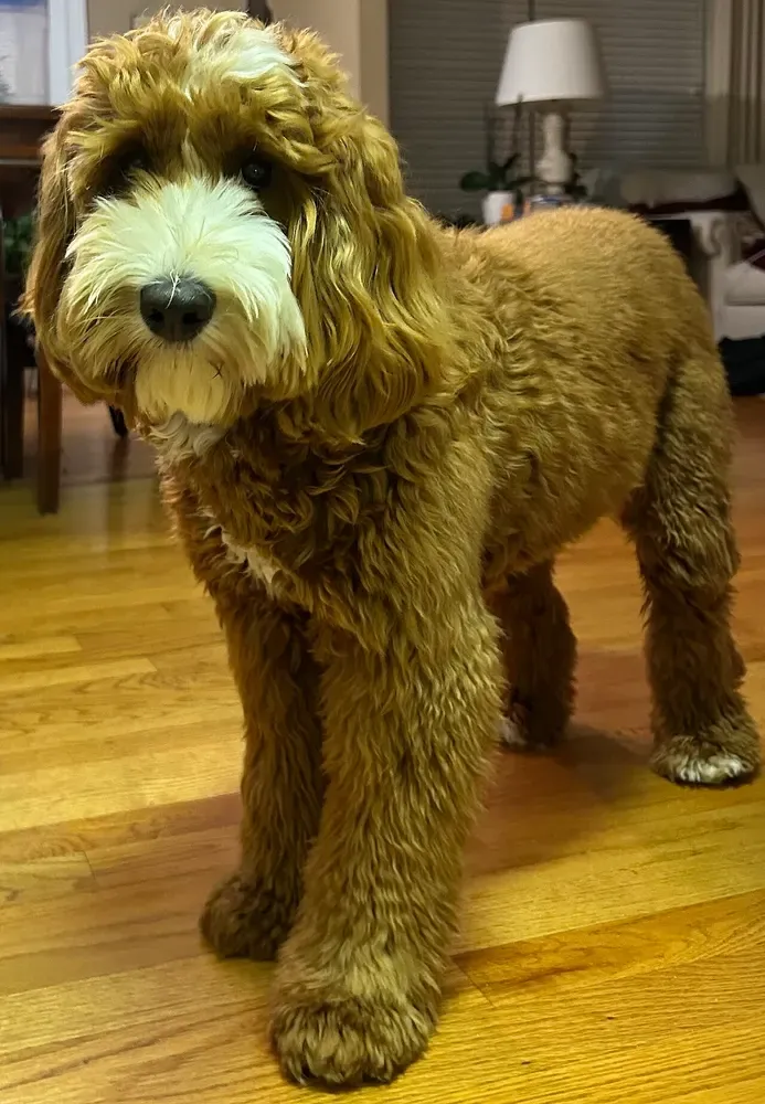Australian Labradoodle: foto 2